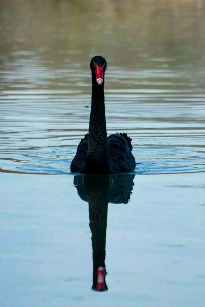 Foto van een zwarte zwaan in het water