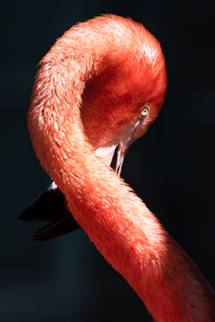 Nek en kop van een flamingo in een sierlijke vorm op een donkere achtergrond
